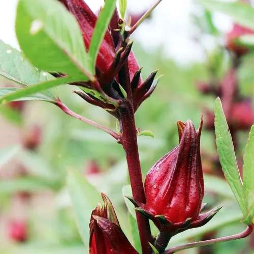 Extract de Floare de Hibiscus